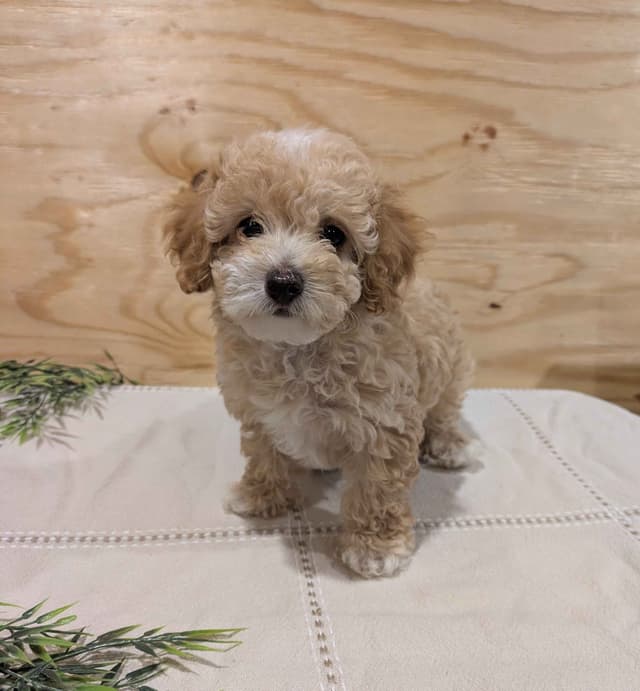 Toy Poodle Puppies media 3