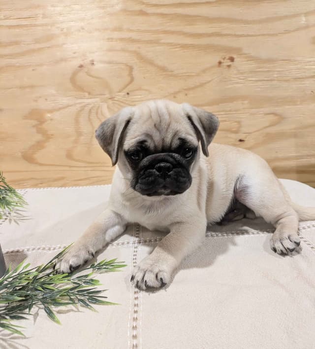 Fawn Pug Puppies media 2
