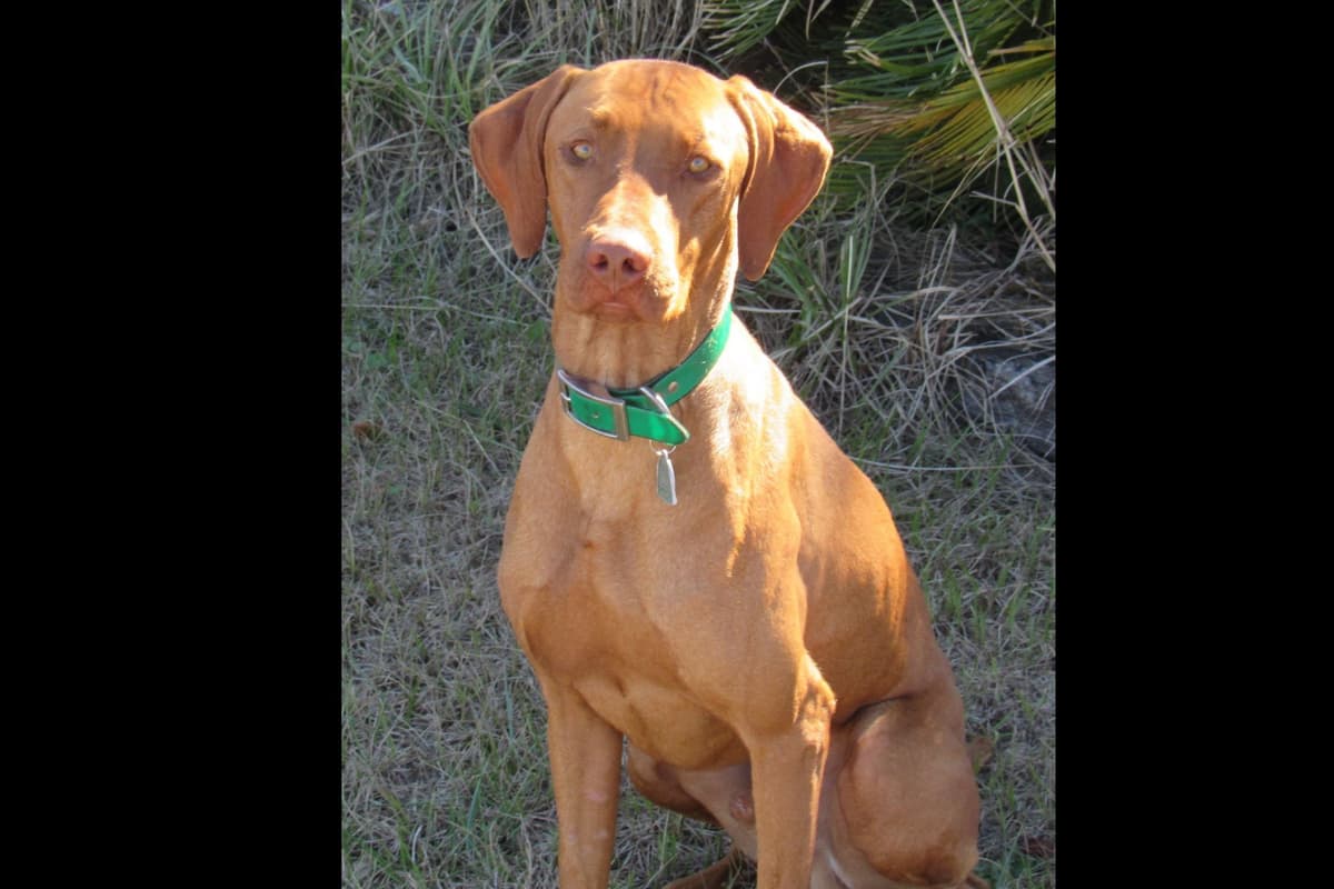 Texas Vizsla Puppies breeder image 1