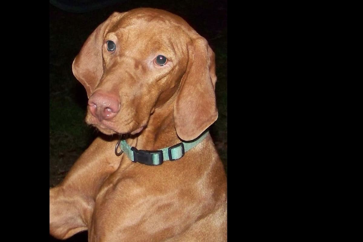 Texas Vizsla Puppies breeder image 3