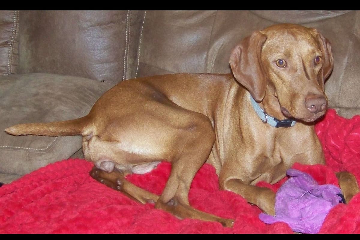 Texas Vizsla Puppies breeder image 4
