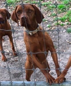 Hungarian Vizsla Puppies in South/Central Texas media 5