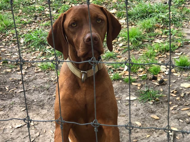 Hungarian Vizsla Puppies in South/Central Texas media 8