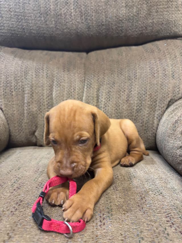 Hungarian Vizsla Puppies in South/Central Texas media 11