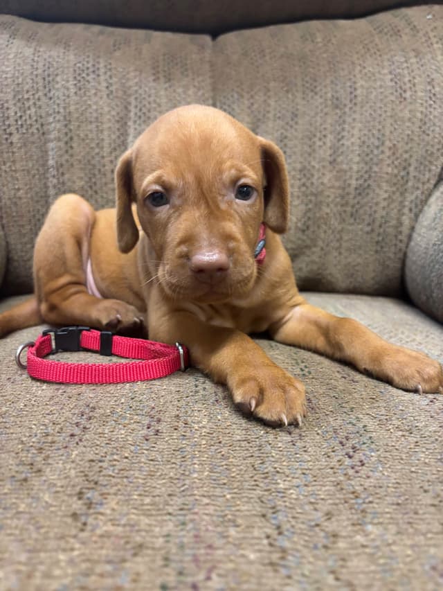 Hungarian Vizsla Puppies in South/Central Texas media 12
