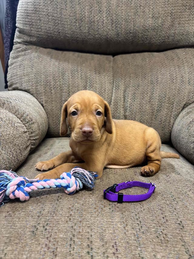 Hungarian Vizsla Puppies in South/Central Texas media 13