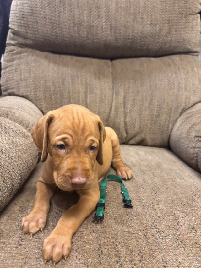 Hungarian Vizsla Puppies in South/Central Texas media 14