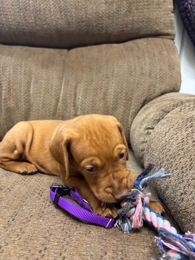 Hungarian Vizsla Puppies in South/Central Texas media 15