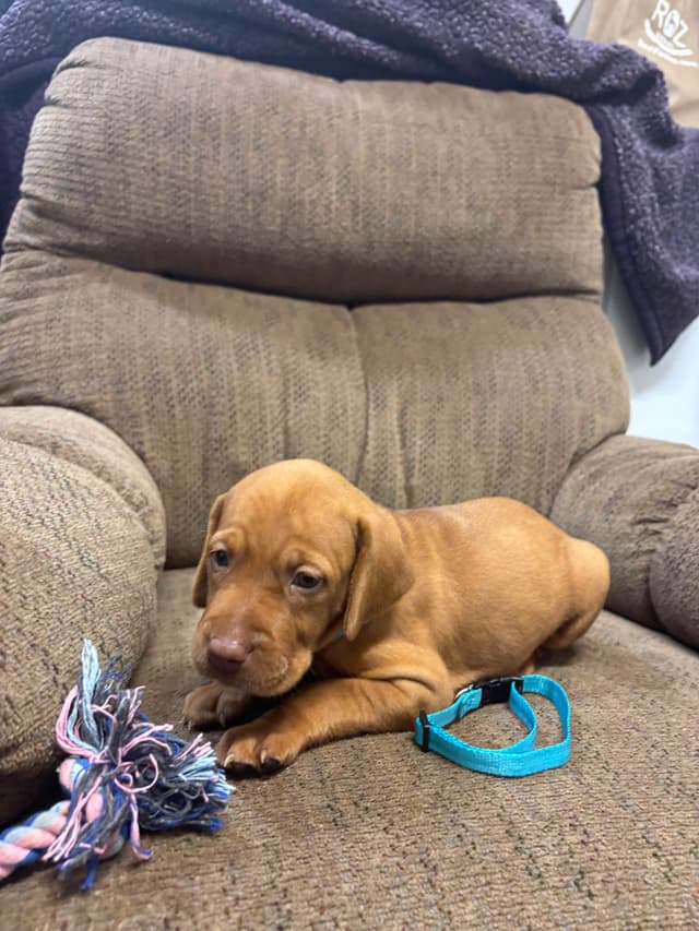 Hungarian Vizsla Puppies in South/Central Texas media 16