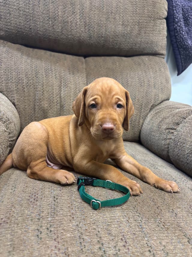Hungarian Vizsla Puppies in South/Central Texas media 17