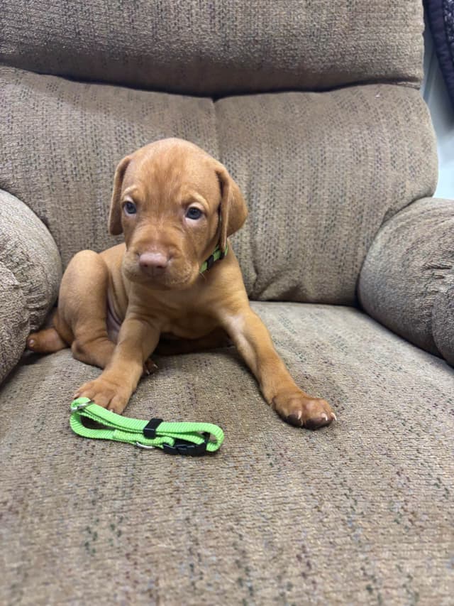 Hungarian Vizsla Puppies in South/Central Texas media 19