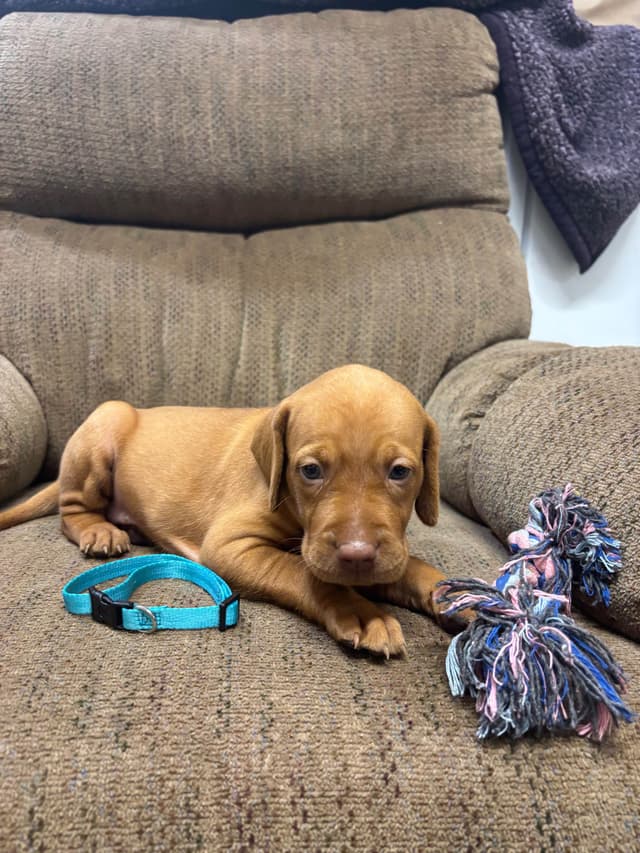 Hungarian Vizsla Puppies in South/Central Texas media 22