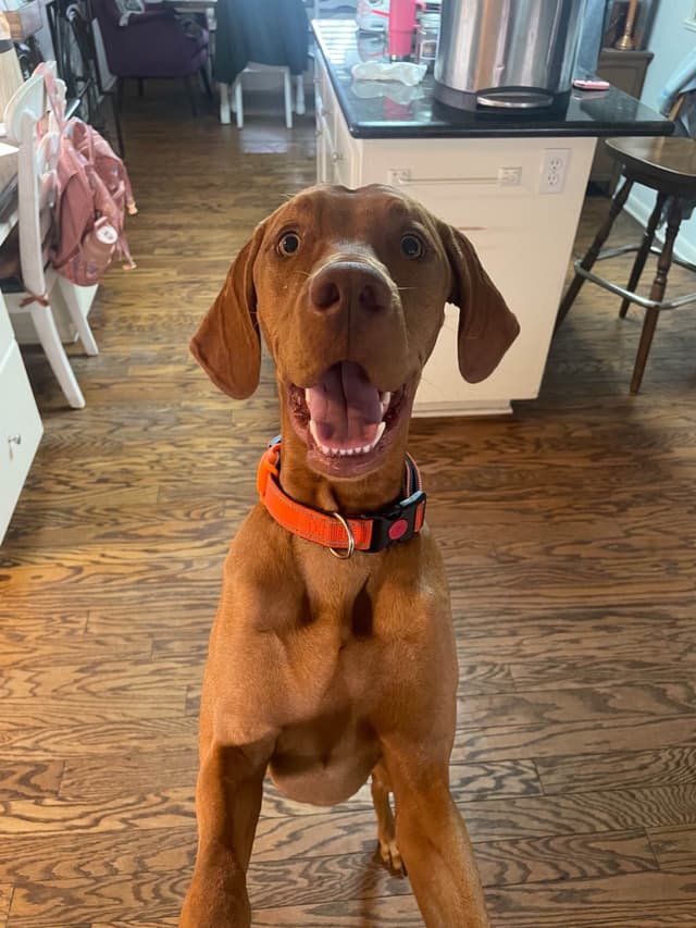 Texas Vizsla Puppies media 3