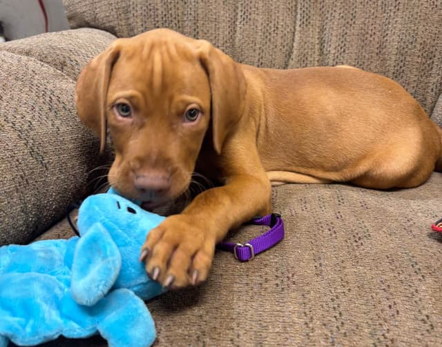 Texas Vizsla Puppies media 4