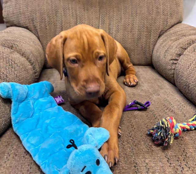 Texas Vizsla Puppies media 5