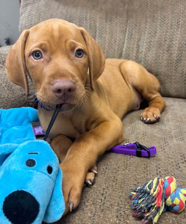 Texas Vizsla Puppies media 6