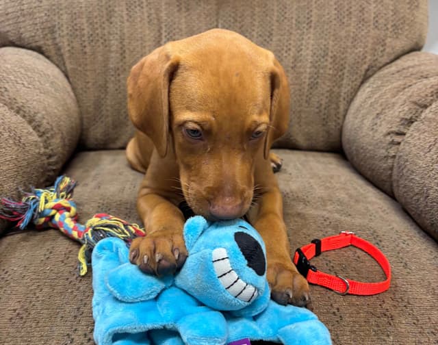Texas Vizsla Puppies media 8