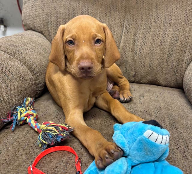 Texas Vizsla Puppies media 7