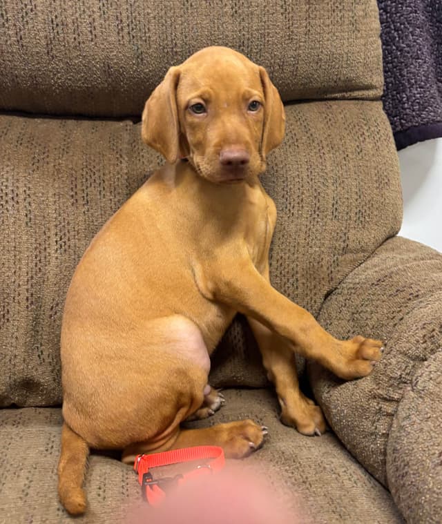 Texas Vizsla Puppies media 9