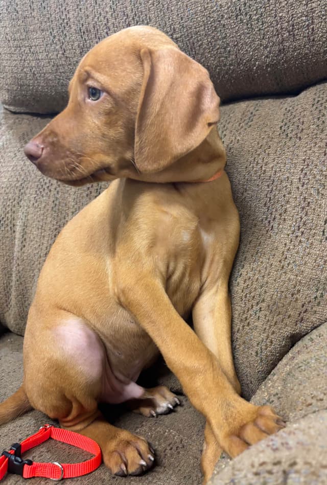 Texas Vizsla Puppies media 10