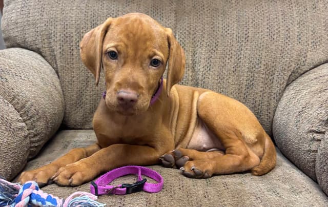 Texas Vizsla Puppies media 11