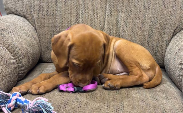 Texas Vizsla Puppies media 12