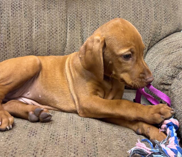 Texas Vizsla Puppies media 13