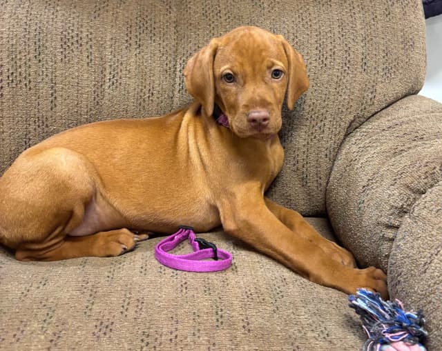 Texas Vizsla Puppies media 14