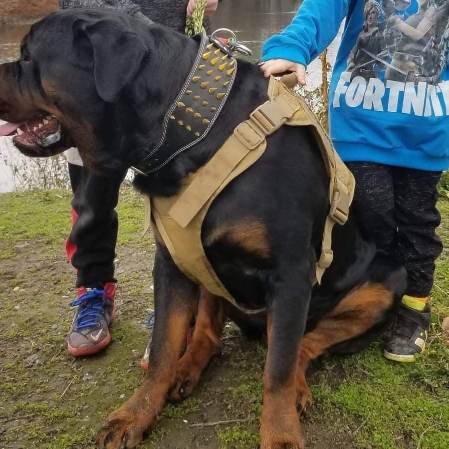 Rottweiler Puppies breeder image 1
