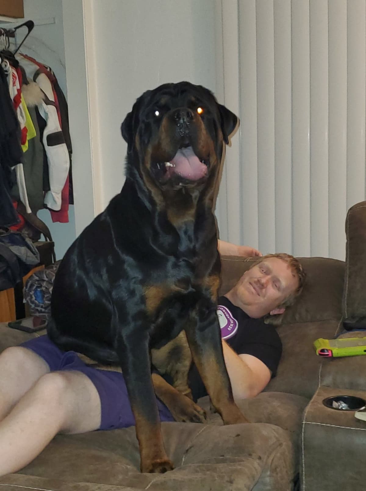 Rottweiler Puppies breeder image 5