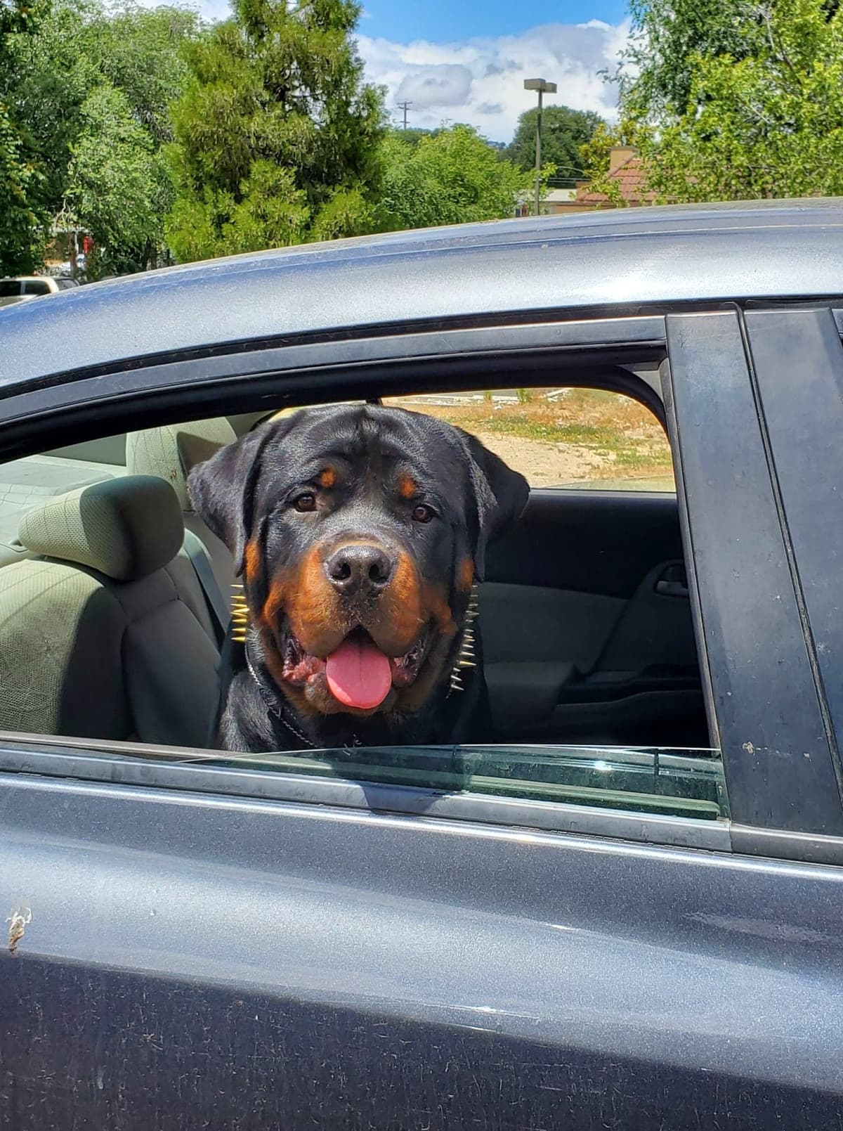 Rottweiler Puppies breeder image 6