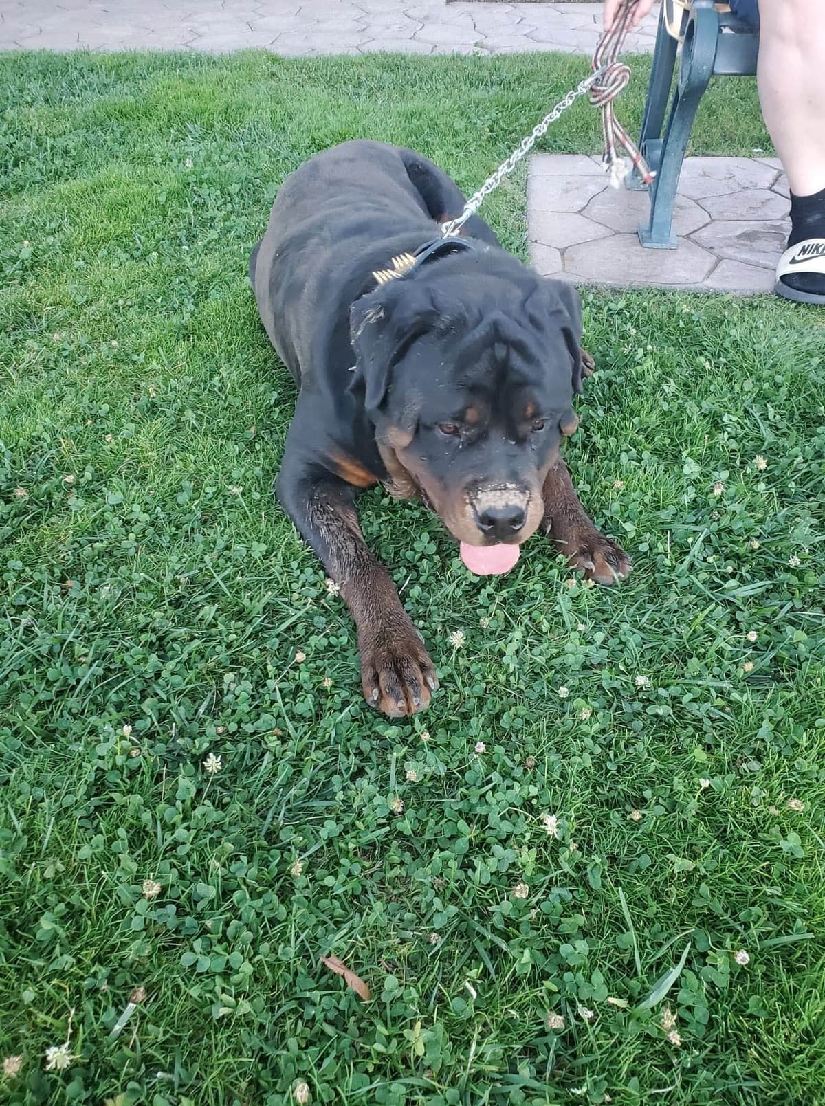 Rottweiler Puppies breeder image 7