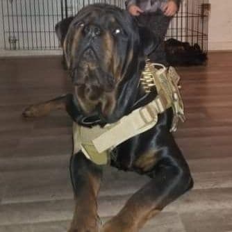 Rottweiler Puppies breeder image 8