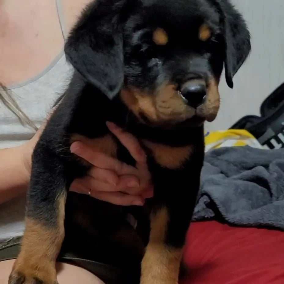 Rottweiler Puppies breeder image 9