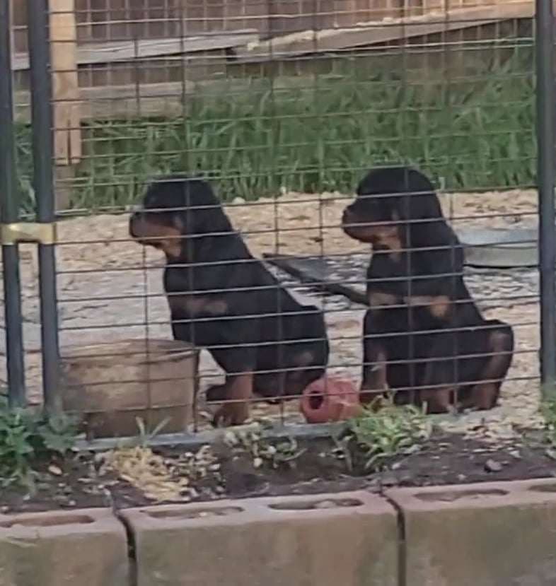 Rottweiler Puppies breeder image 14