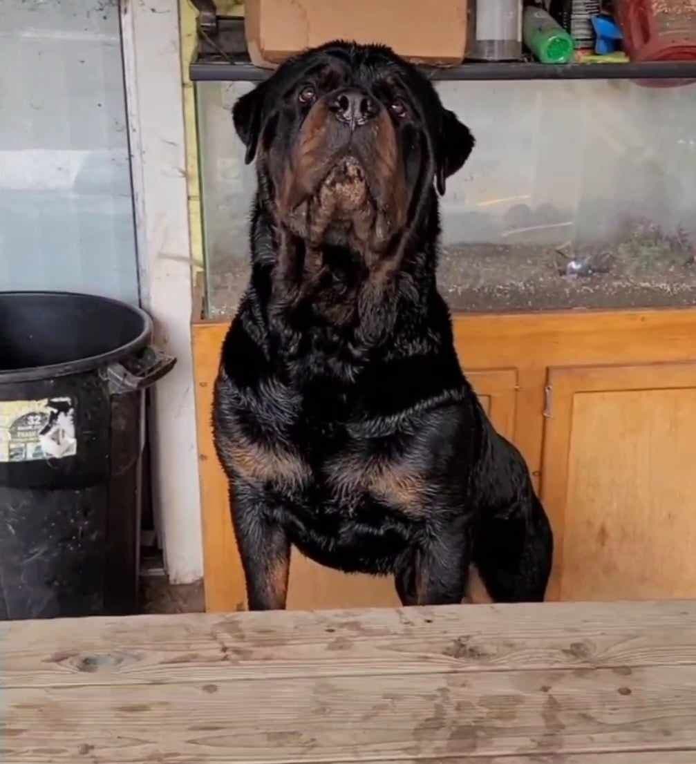 Rottweiler Puppies breeder image 13
