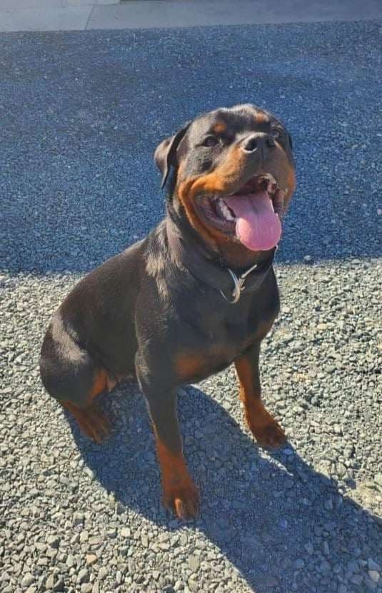 Rottweiler Puppies breeder image 10