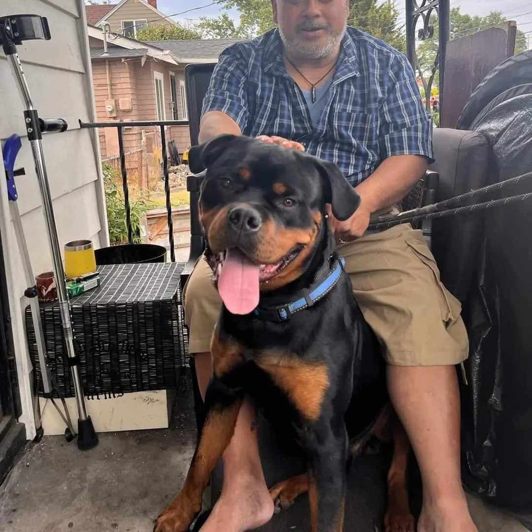 Rottweiler Puppies breeder image 12