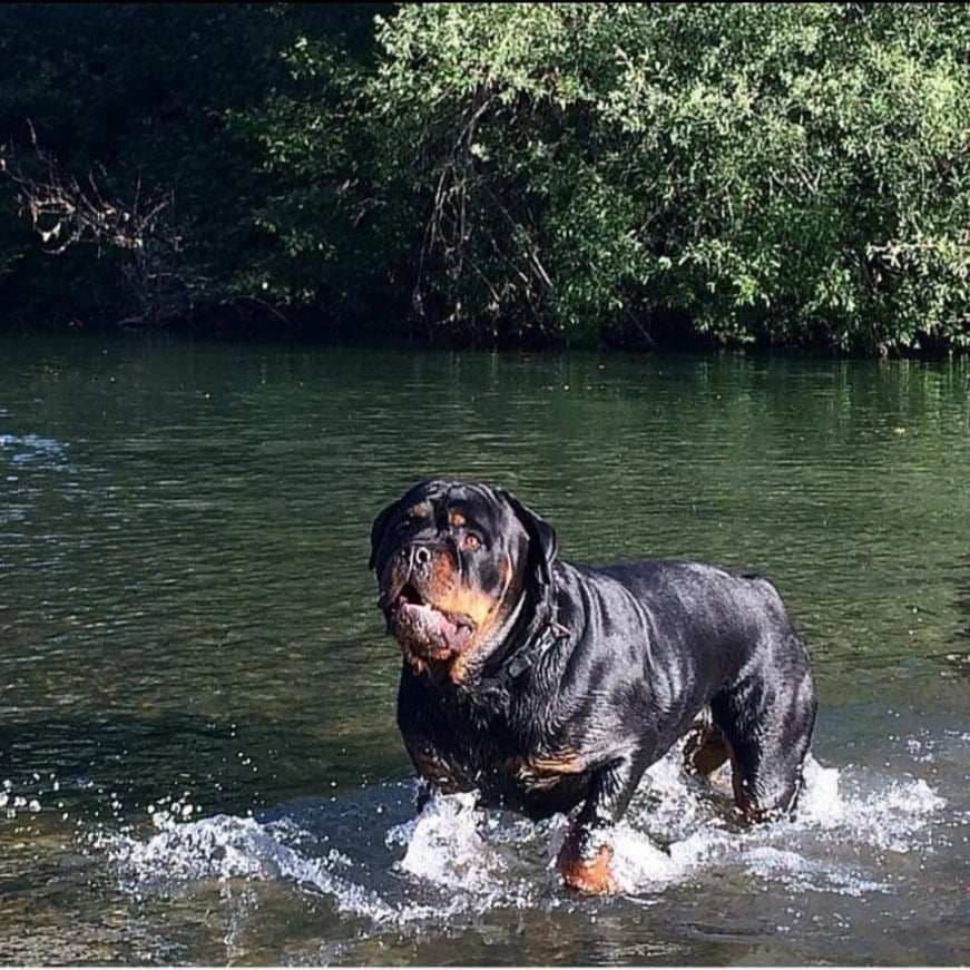 Rottweiler Puppies breeder image 16