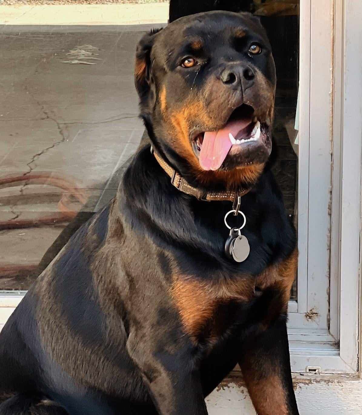 Rottweiler Puppies breeder image 17