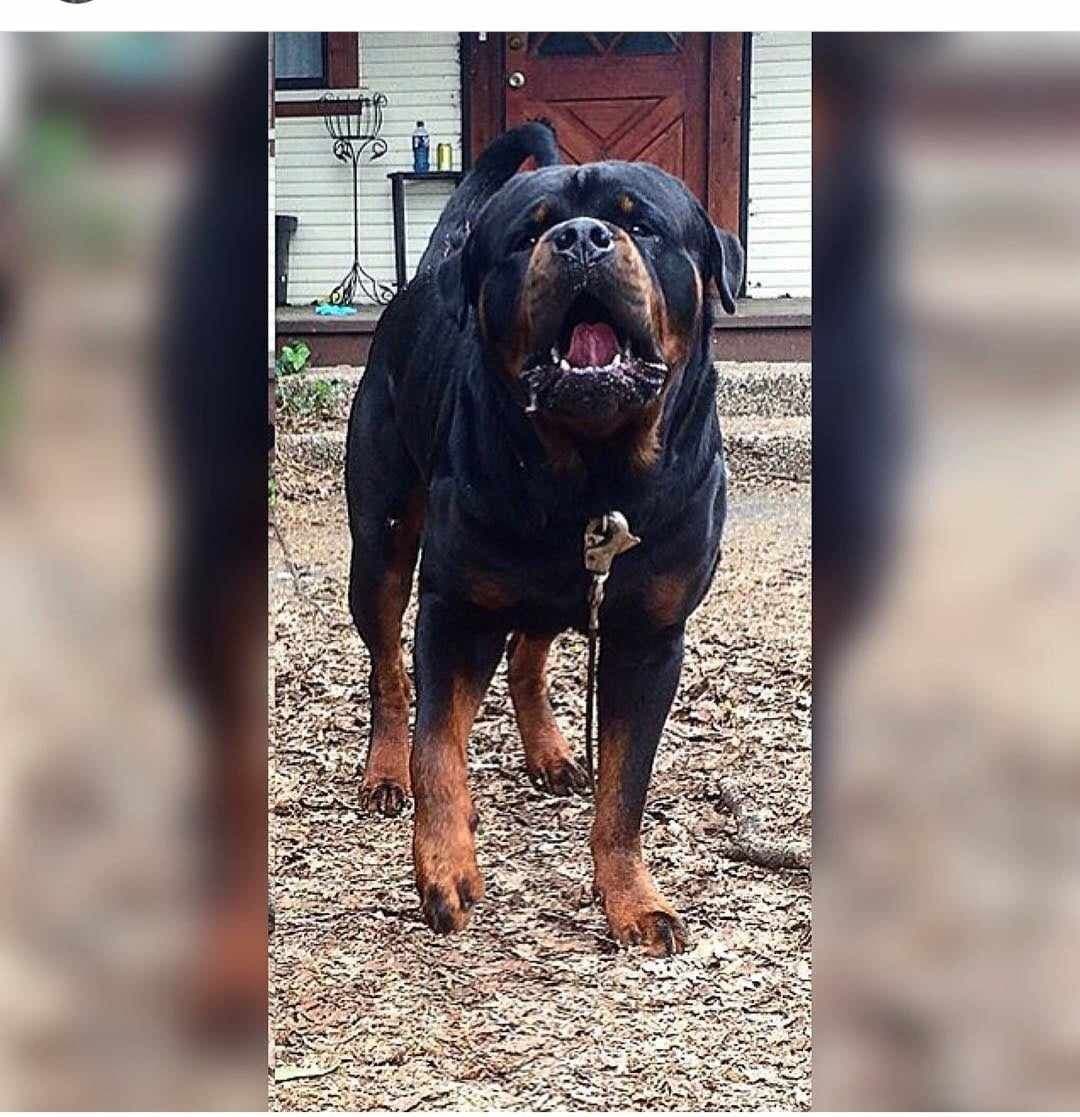 Rottweiler Puppies breeder image 18