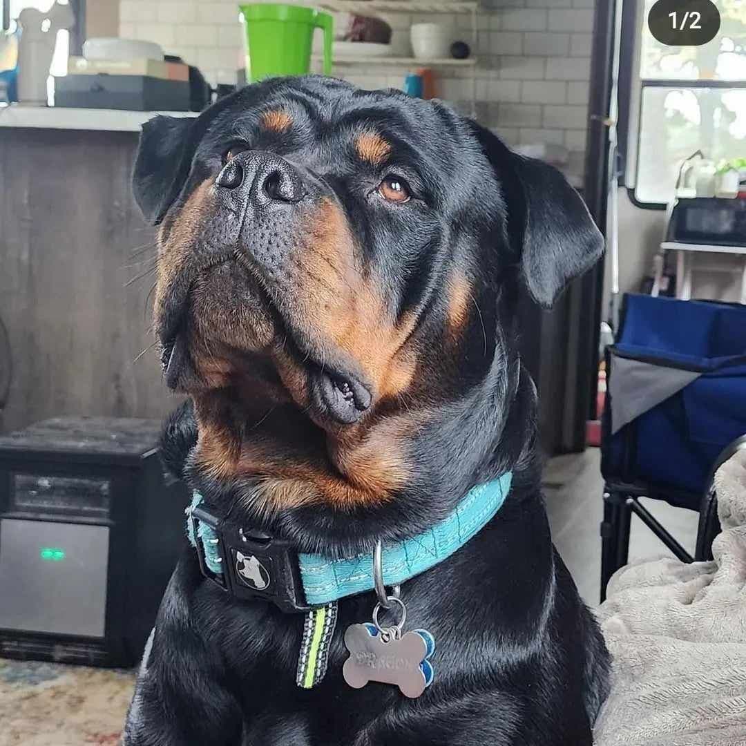 Rottweiler Puppies breeder image 20