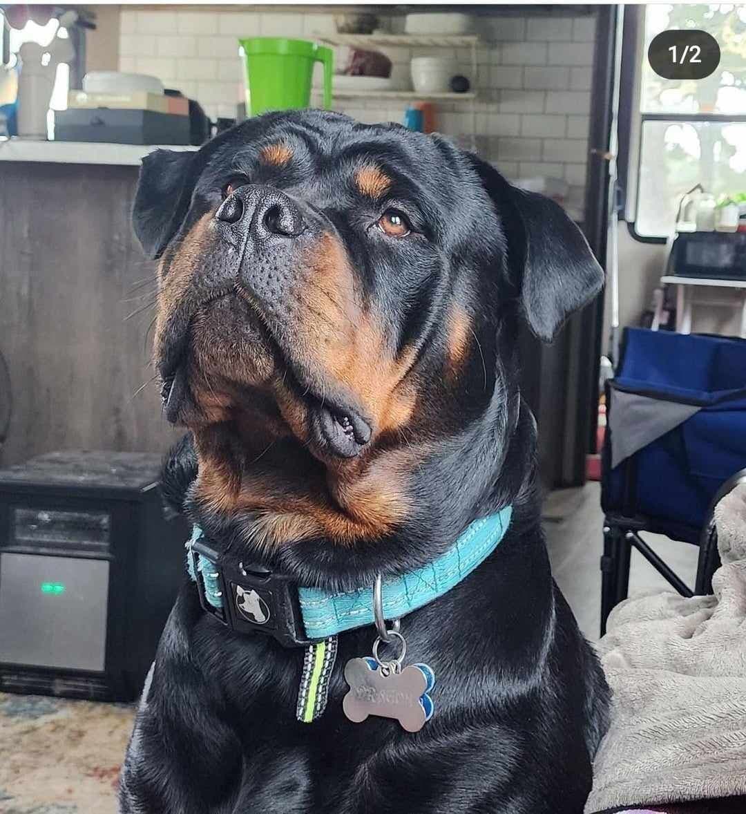 Rottweiler Puppies breeder image 19