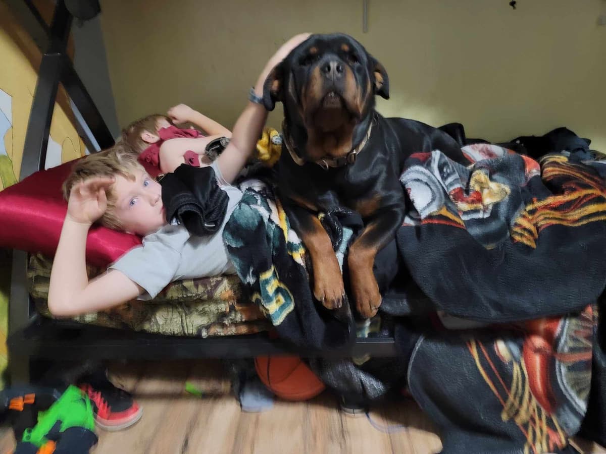 Rottweiler Puppies breeder image 22