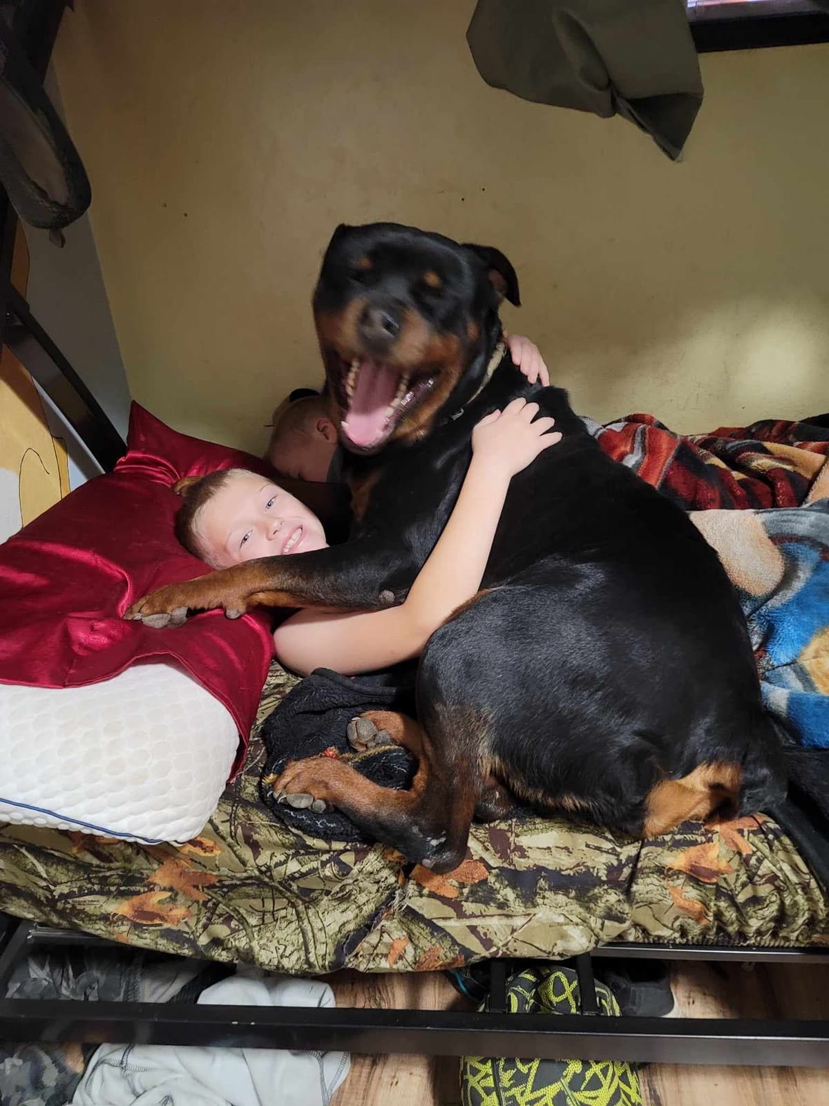 Rottweiler Puppies breeder image 25