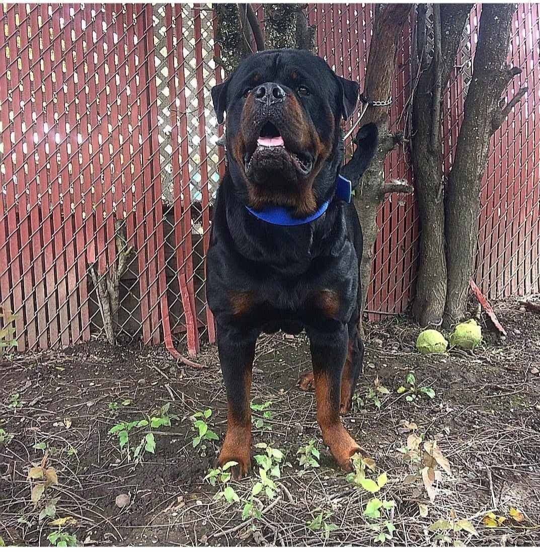 Rottweiler Puppies breeder image 24