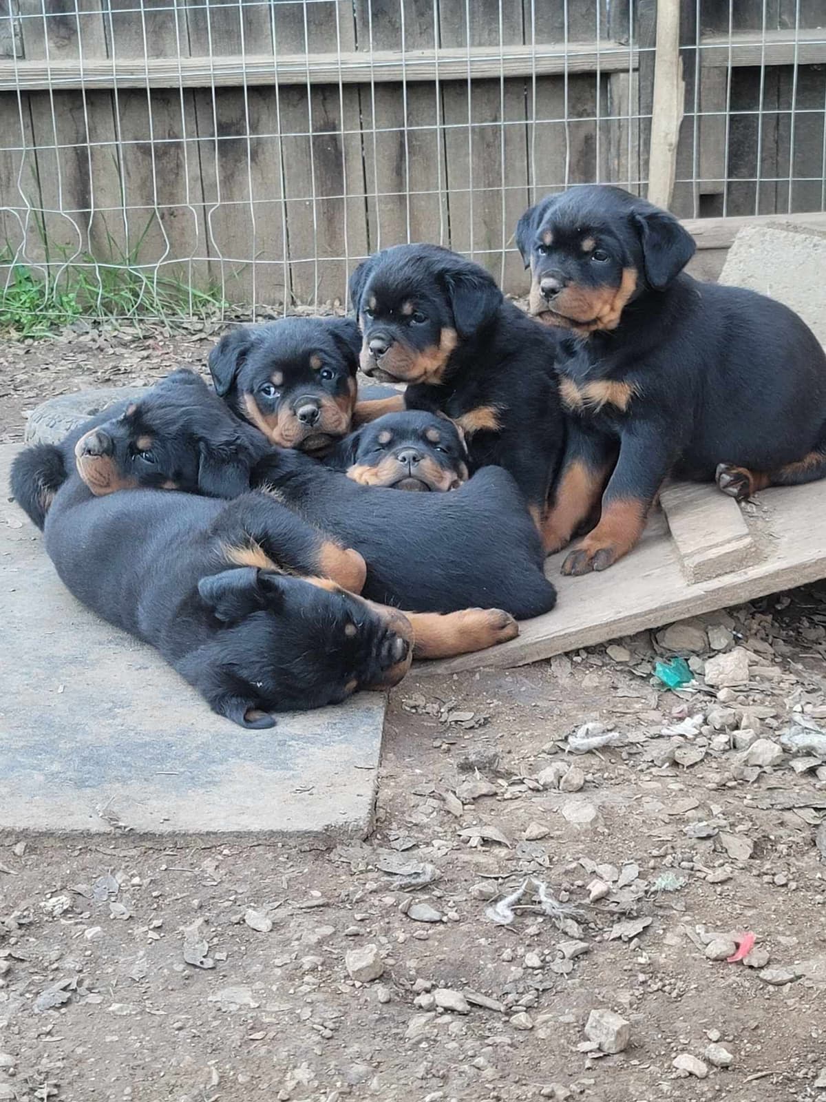 Rottweiler Puppies breeder image 26