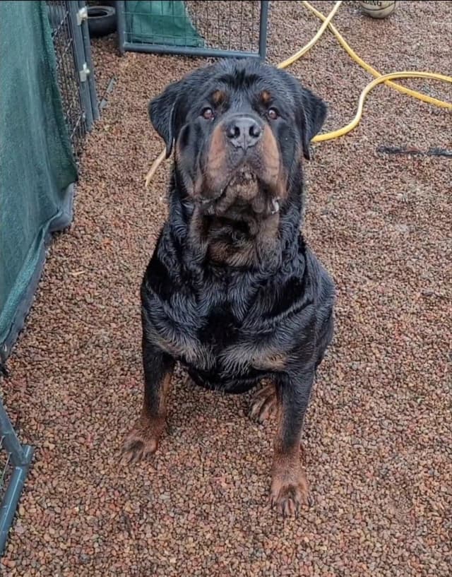 Rottweiler Puppies media 2