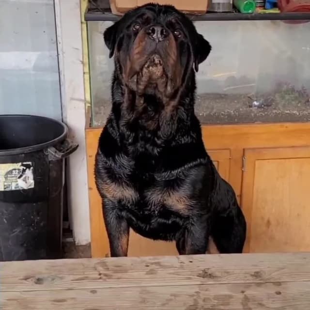 Rottweiler Puppies media 5