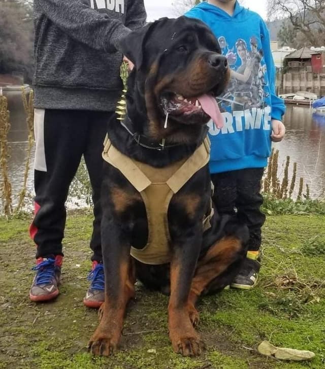 Rottweiler Puppies media 6